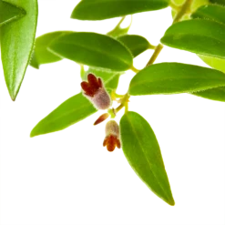 Aeschynanthus Caroline - Lipstickplant - In Hangpot - P15 H25 - Kamerplant -Decor Verkoop aeschynanthus caroline lipstickplant in hangpot p15 h25 6