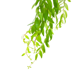 Aeschynanthus Japhrolepis - Lipstickplant - In Hangpot - P15 H20 - Kamerplant -Decor Verkoop aeschynanthus japhrolepis lipstickplant in hangpot p15 6