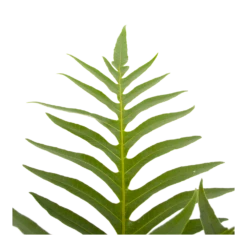 Aglaomorpha Jim - P19 H65 - Kamerplant 6 Aglaomorpha Jim - P19 H65 - Kamerplant -Decor Verkoop aglaomorpha jim p19 h65 3