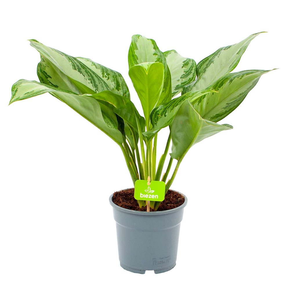 Aglaonema Freedman - P17 H60 - Kamerplant 1 Aglaonema Freedman - P17 H60 - Kamerplant
