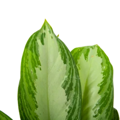 Aglaonema Freedman - P17 H60 - Kamerplant 6 Aglaonema Freedman - P17 H60 - Kamerplant -Decor Verkoop aglaonema freedman p17 h60 6 1