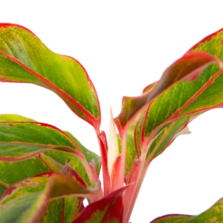 Aglaonema Light Star - P19 H35 - Kamerplant -Decor Verkoop aglaonema light star p19 h35 4