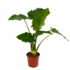 Alocasia Portodora - Olifantsoor - P21 H90 - Kamerplant