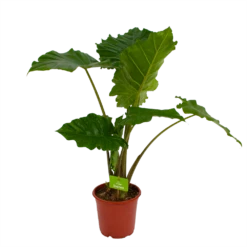 Alocasia Portodora - Olifantsoor - P21 H90 - Kamerplant