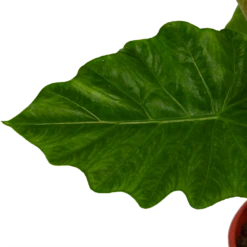 Alocasia Portodora - Olifantsoor - P21 H90 - Kamerplant -Decor Verkoop alocasia portodora olifantsoor p21 h90 4