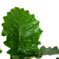 Alocasia Portodora - Olifantsoor - P35 H135 - Kamerplant -Decor Verkoop alocasia portodora olifantsoor p35 h135 6 1