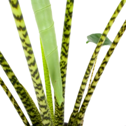Alocasia Zebrina - Olifantsoor - P32 H120 - Kamerplant -Decor Verkoop alocasia zebrina olifantsoor p32 h120 6