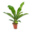 Anthurium Brownii Arrow - P15 H60 - Kamerplant