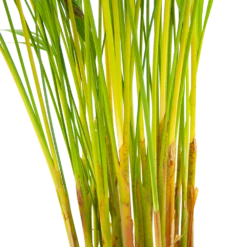 Areca - Goudpalm - P17 H90 - Kamerplant -Decor Verkoop areca goudpalm p17 h90 6 2