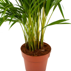 Areca - Goudpalm - P21 H100 - Kamerplant -Decor Verkoop areca goudpalm p21 h100 6 1