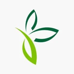 Asplenium Parvati - Moedervaren - In Hangpot - P17 H30 - Kamerplant -Decor Verkoop asplenium parvati moedervaren in hangpot p17 h30 6