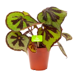 Begonia Masoniana Rock - P15 H30 - Kamerplant