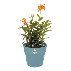 Bloempot Elho B.for Original Rond 25cm - Duifblauw 6 Bloempot Elho B.for Original Rond 25cm - Duifblauw -Decor Verkoop bfor original rond bloempot duifblauw 3 1