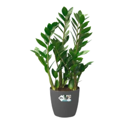 Bloempot Elho Brussels Rond 40cm - Met Wielen - Antraciet -Decor Verkoop bloempot elho brussels rond 40cm met wielen antraciet bloempot antraciet 5 1