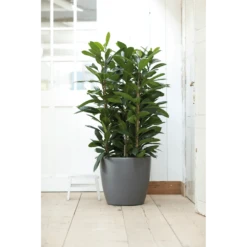 Bloempot Elho Brussels Rond 40cm - Met Wielen - Antraciet -Decor Verkoop bloempot elho brussels rond 40cm met wielen antraciet bloempot antraciet 6 1