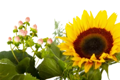 Boeket Zonnestraal Middel -Decor Verkoop boeket zonnestraal boeketten 4 3