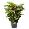 Calathea Angela - Livingplant - P27 H80 - Kamerplant