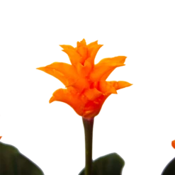 Calathea Crocata - Eeuwige Vlam - P15 H45 - Kamerplant -Decor Verkoop calathea crocata eeuwige vlam p15 h45 4