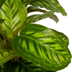 Calathea Flamestar - Schaduwplant - P32 H80 - Kamerplant -Decor Verkoop calathea flamestar schaduwplant p32 h80 5