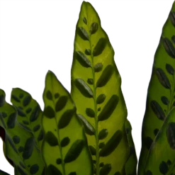 Calathea Insigne - Livingplant - P21 H60 - Kamerplant -Decor Verkoop calathea insigne livingplant p21 h60 4
