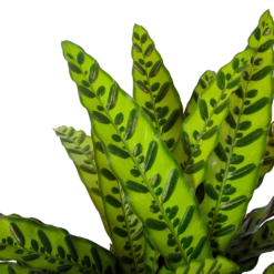 Calathea Insigne - Livingplant - P27 H80 - Kamerplant -Decor Verkoop calathea insigne livingplant p27 h80 6 3
