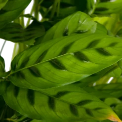 Calathea Leopardina - Schaduwplant - P27 H90 - Kamerplant -Decor Verkoop calathea leopardina schaduwplant p27 h90 kamerplant 4