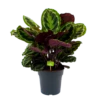 Calathea Medaillon - Schaduwplant - P27 H90 - Kamerplant