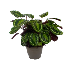 Calathea Medaillon - Schaduwplant - P32 H80 - Kamerplant -Decor Verkoop calathea medaillon schaduwplant p32 h80 2