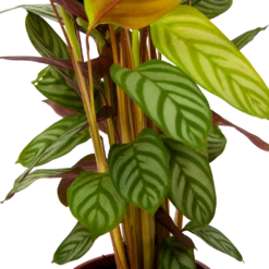 Calathea Oppenheimiana - Schaduwplant - P17 H65 - Kamerplant -Decor Verkoop calathea oppenheimiana schaduwplant p17 h65 6