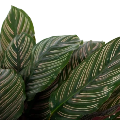 Calathea Ornata - Livingplant - P27 H80 - Kamerplant -Decor Verkoop calathea ornata livingplant p27 h80 6 3