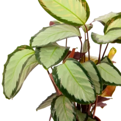 Calathea Picturata - Livingplant - P17 H65 - Kamerplant -Decor Verkoop calathea picturata livingplant p17 h65 6