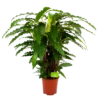Calathea Rufibarba Bluegrass - Pauwenplant - P21 H105 - Kamerplant