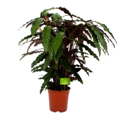 Calathea Rufibarba Wavestar - Pauwenplant - P21 H85 - Kamerplant