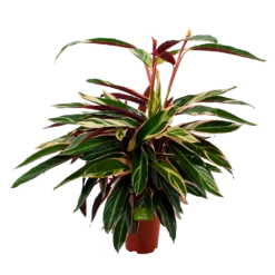 Calathea Stromante Triostar - Schaduwplant - P21 H105 - Kamerplant