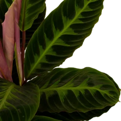 Uitgelichte producten -Decor Verkoop calathea warcewiczii livingplant p19 h75 5 1