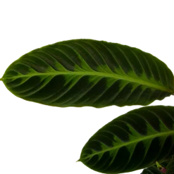 Calathea Warcewiczii - Livingplant - P19 H75 - Kamerplant -Decor Verkoop calathea warcewiczii livingplant p19 h75 6