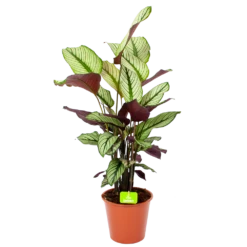 Calathea Whitestar - Schaduwplant - P19 H75 - Kamerplant