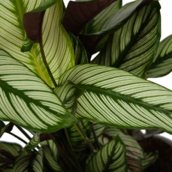 Calathea Whitestar - Schaduwplant - P32 H80 - Kamerplant -Decor Verkoop calathea whitestar schaduwplant p32 h80 6