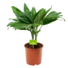 Chamaedorea Metallica Bergpalm - P17 H50 - Kamerplant