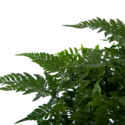 Davallia Teyermannii - In Hangpot - P17 H30 - Kamerplant -Decor Verkoop davallia teyermannii in hangpot p17 h30 6