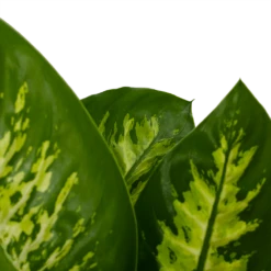 Dieffenbachia Seguine 'Reeva' - P19 H60 - Kamerplant -Decor Verkoop dieffenbachia seguine reeva p19 h60 6