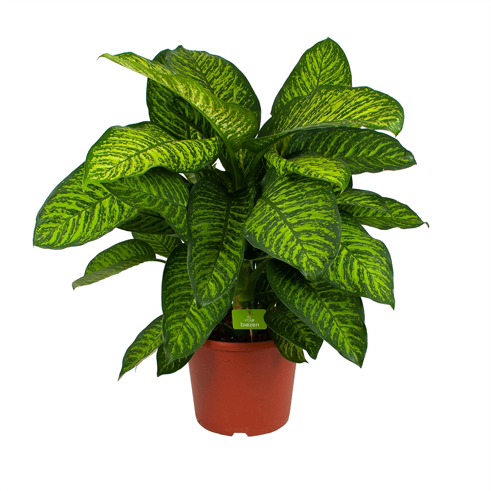 Dieffenbachia Seguine Tropic Jewel - P35 H130 - Kamerplant 1 Dieffenbachia Seguine Tropic Jewel - P35 H130 - Kamerplant