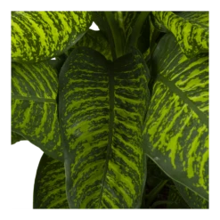 Dieffenbachia Seguine Tropic Jewel - P35 H130 - Kamerplant 6 Dieffenbachia Seguine Tropic Jewel - P35 H130 - Kamerplant -Decor Verkoop dieffenbachia seguine tropic jewel p35 h130 4