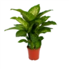 Dieffenbachia Seguine Tropic Snow - P24 H90 - Kamerplant