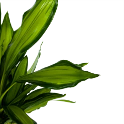 Dracaena Cintho - Op Stam - Drakenbloedboom - P24 H150 - Kamerplant -Decor Verkoop dracaena cintho op stam drakenbloedboom p24 h150 6 1