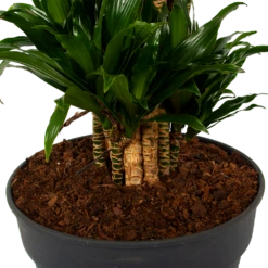 Dracaena Compacta - Vertakt - Drakenbloedboom - P34 H170 - Kamerplant 6 Dracaena Compacta - Vertakt - Drakenbloedboom - P34 H170 - Kamerplant -Decor Verkoop dracaena compacta vertakt drakenbloedboom p34 h170 6 1