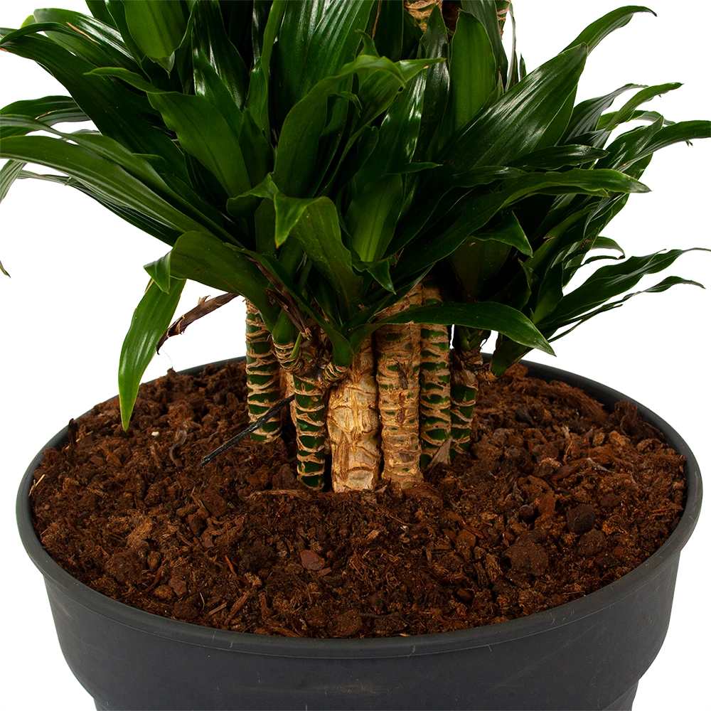 Dracaena Compacta - Vertakt - Drakenbloedboom - P34 H170 - Kamerplant 3 Dracaena Compacta - Vertakt - Drakenbloedboom - P34 H170 - Kamerplant - Afbeelding 3