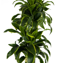 Dracaena Dorado - Op Stam - Drakenbloedboom - P27 H180 - Kamerplant -Decor Verkoop dracaena dorado op stam drakenbloedboom p27 h180 kamerplant 3