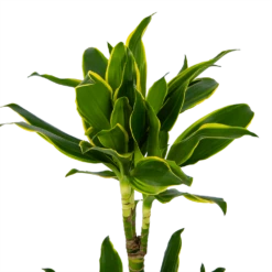 Dracaena Golden Coast - Op Stam - Drakenbloedboom - P19 H90 - Kamerplant -Decor Verkoop dracaena golden coast op stam drakenbloedboom p19 h90 kamerplant 4