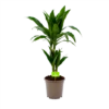 Dracaena Janet Craig - Op Stam - Drakenbloedboom - P17 H70 - Kamerplant